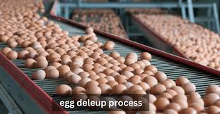 egg deleup process picure